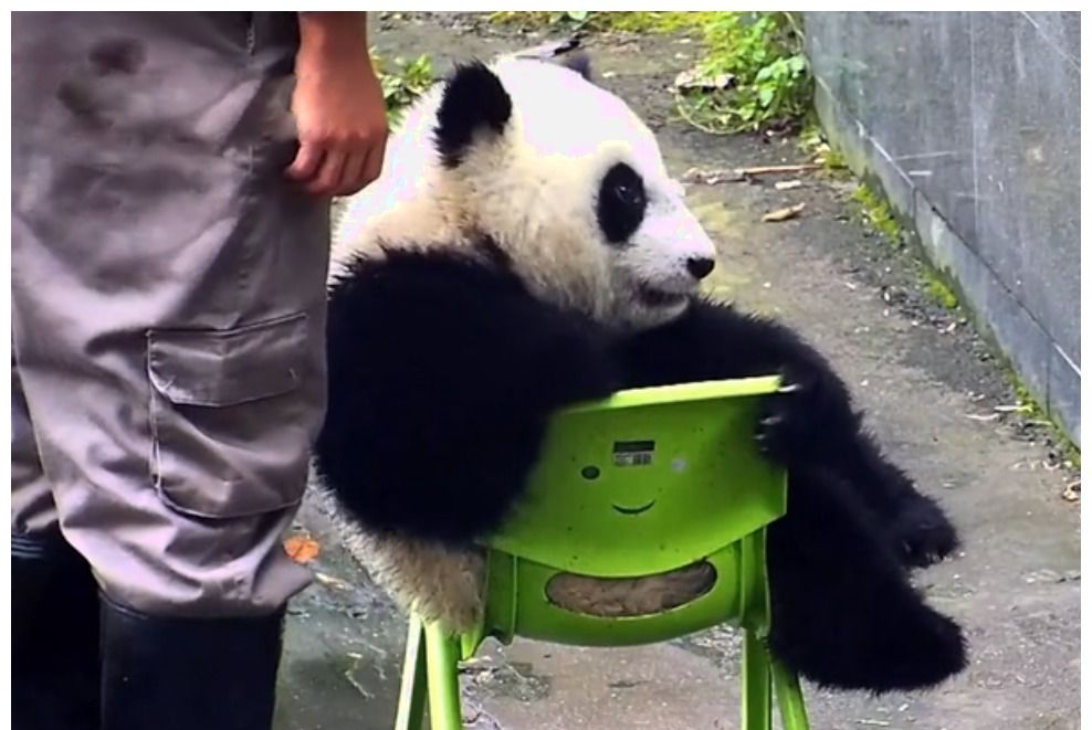 国宝大熊猫坐在椅子上一看就像是大爷搞怪模样笑翻了