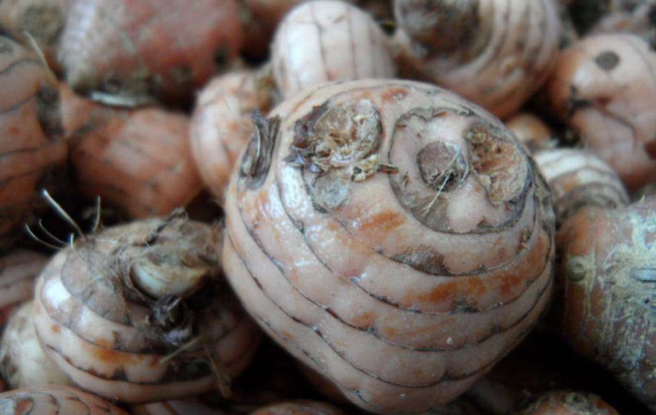 这植物的果实像芋头一斤卖8元却很少人知道它的这个作用