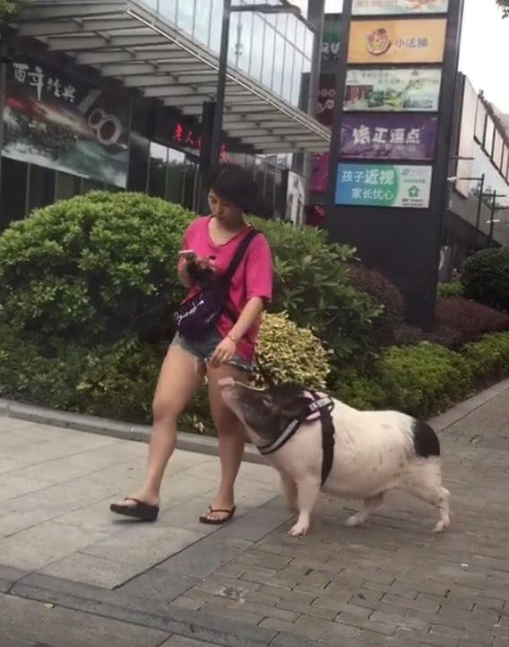 宠物猪走红向女主人摇尾巴网友二师兄出来逛街