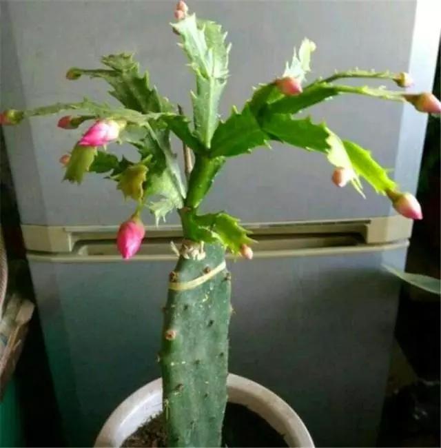 嫁接蟹爪兰(嫁接蟹爪兰的最佳时间)