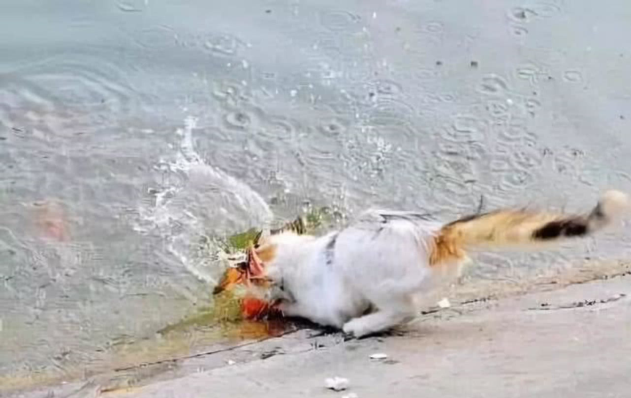 原来这只猫咪竟然徒爪在河边抓上了一条金鱼
