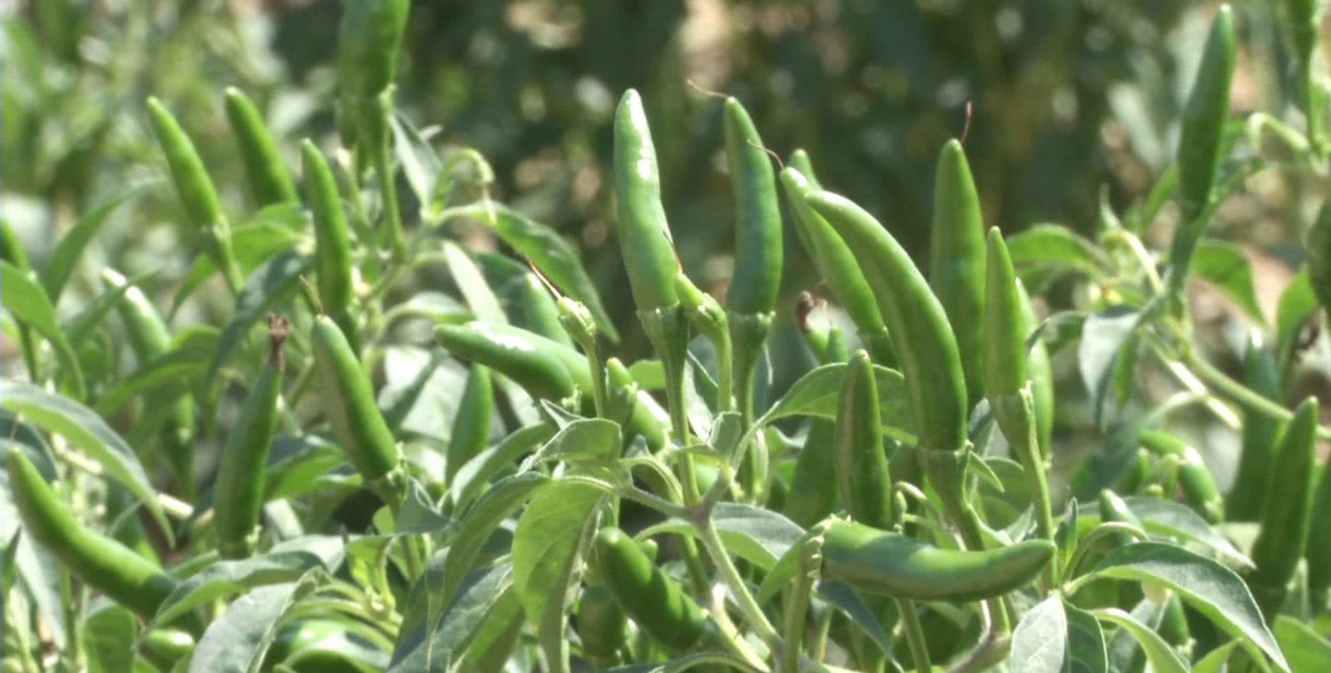 朝天长的小泰椒,个头小但产量高,一株能结三斤多,直供老干妈!