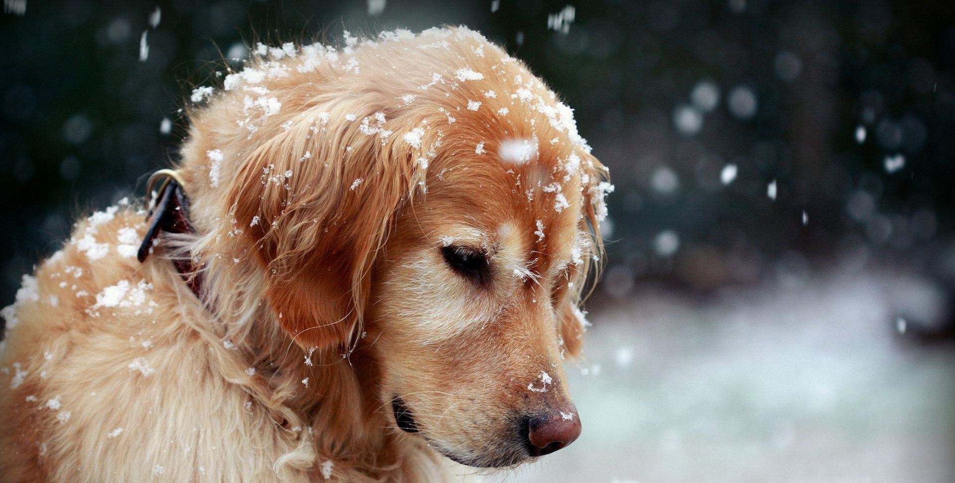 最适合暖系男生养的狗狗,简直就是暖男必配,看完想恋爱了!