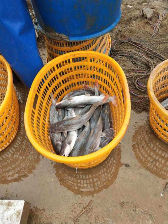 斑蠖鱼——只有在珠江水系看见的美味鱼