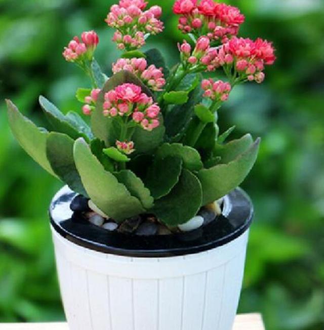 七律·咏长寿花(新韵)