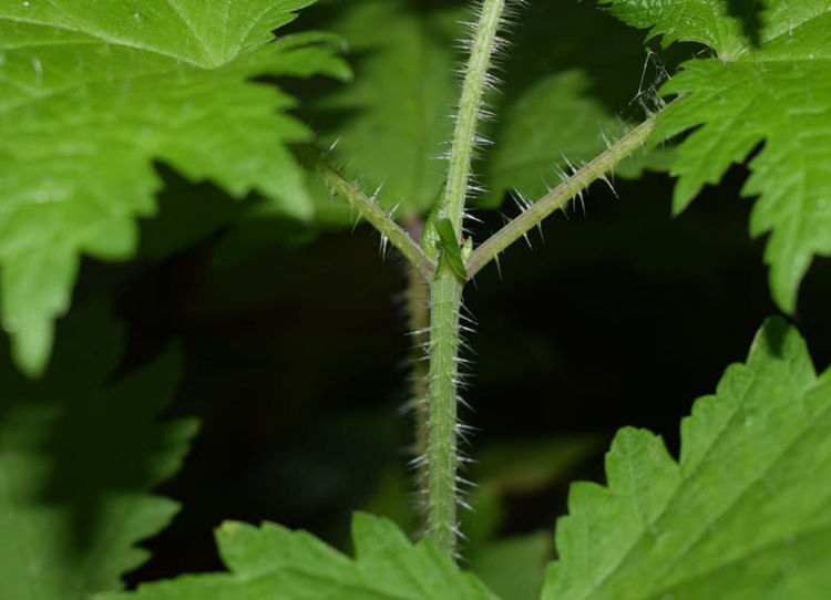 农村一种天生长刺的野草,少人知有极宝贵价值,号称"百草之王"