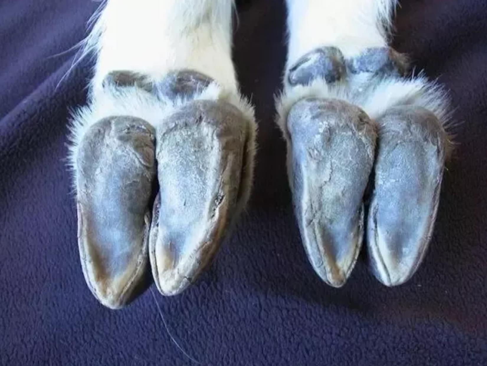 网友拍到一只山羊从垂直的树上走下来