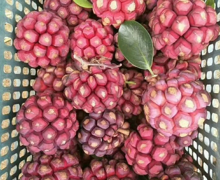 长得像大号的荔枝名字叫做冷饭团这种南方水果谁吃过