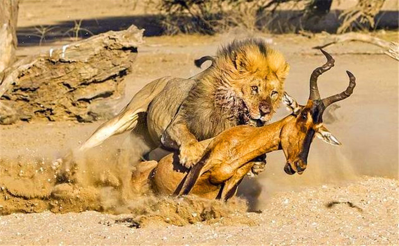 狮子对羚羊紧追不舍,最后直接扑了个四脚朝天,一记锁喉轻松解决