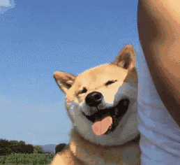 狗知道主人不是同类吗