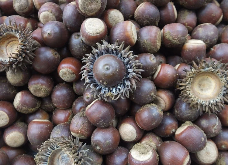 这树的果子曾是人类的主食,总被误认是板栗,如今得30元一斤