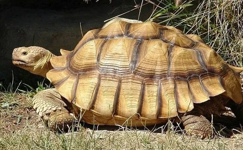 养稀奇宠物有可能是犯罪!|野生动物|陆龟|狨_新浪新闻