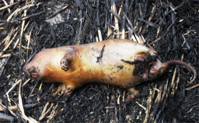 烧烤竹鼠看似美味,但是准备吃的时候开始想吐了,实在顶不住啊