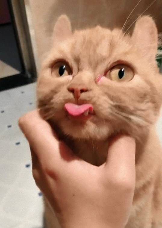 第一见到长着小虎牙的橘猫,你是要返祖当回小脑斧吗?
