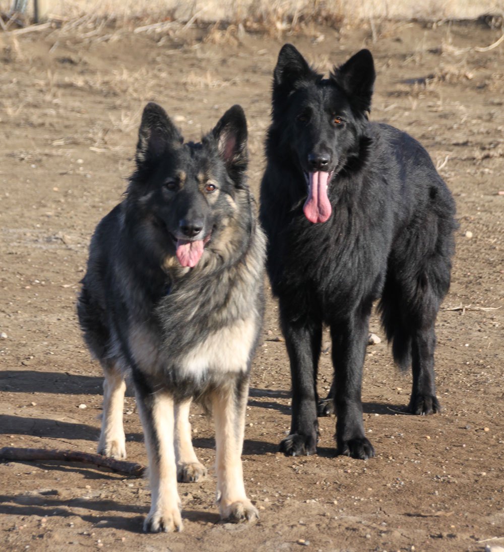 它是德牧加强版,阿拉与德牧的混血后代,警队中的明日之星|牧羊犬|夏洛
