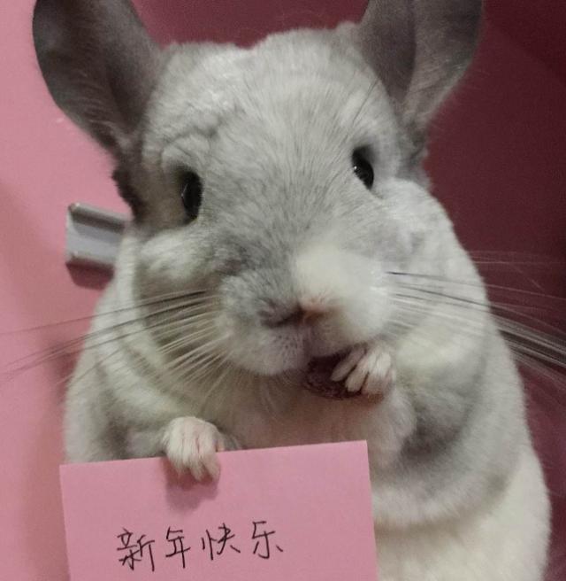 怎么训练龙猫举牌