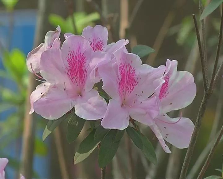 揭阳野生杜鹃林花开喜迎"三八"节,女同胞们有福啦