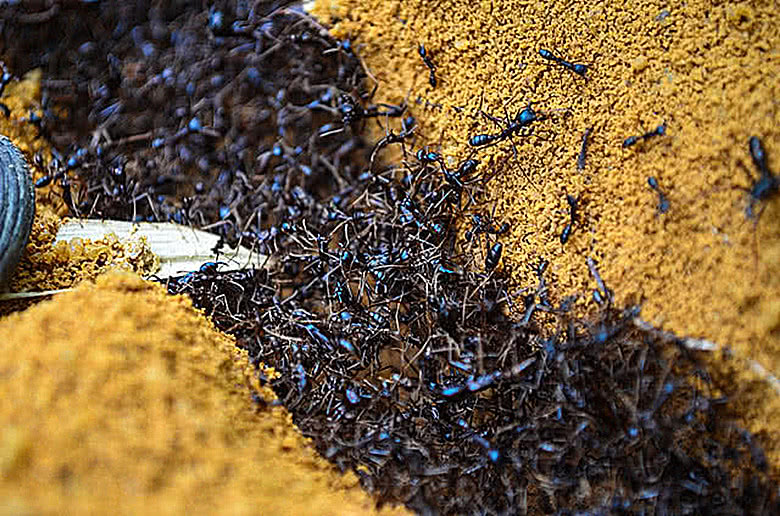 行军蚁的杀伤力有多强?被盯上瞬间就会变成"白骨",凶残无比_新浪新闻