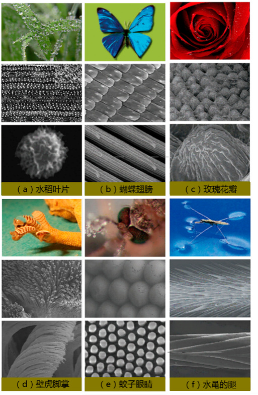 超疏水材料——从自然到仿生