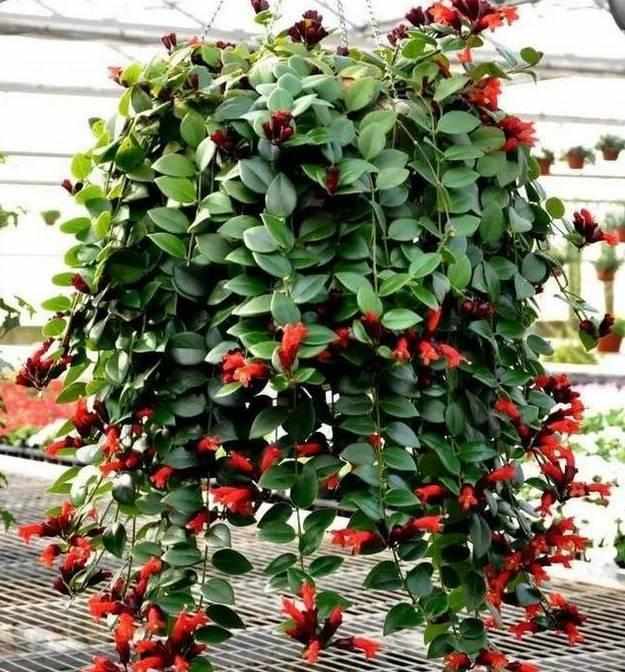 这些垂吊植物放家里比吊兰美十倍