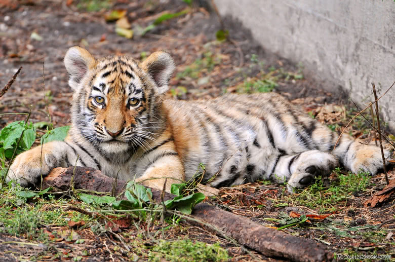 饲养员因私事要辞职,临走前跟小老虎告别,小家伙的反应让人泪目