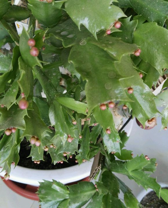 一盆蟹爪兰养了6年根都长成了老桩这下不用嫁接了吧