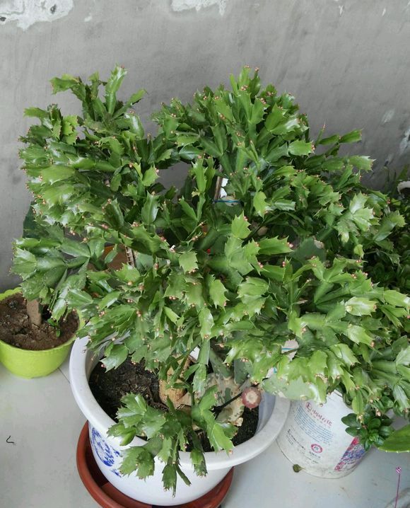 一盆蟹爪兰养了6年根都长成了老桩这下不用嫁接了吧