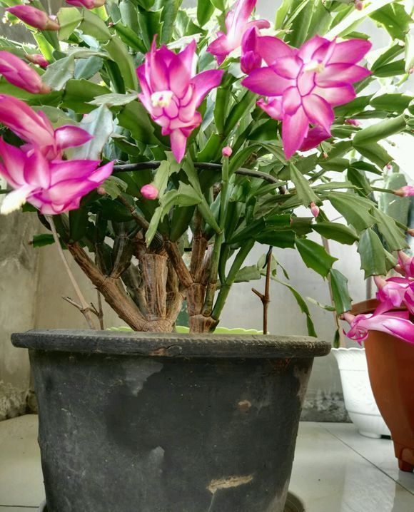 一盆蟹爪兰养了6年根都长成了老桩这下不用嫁接了吧