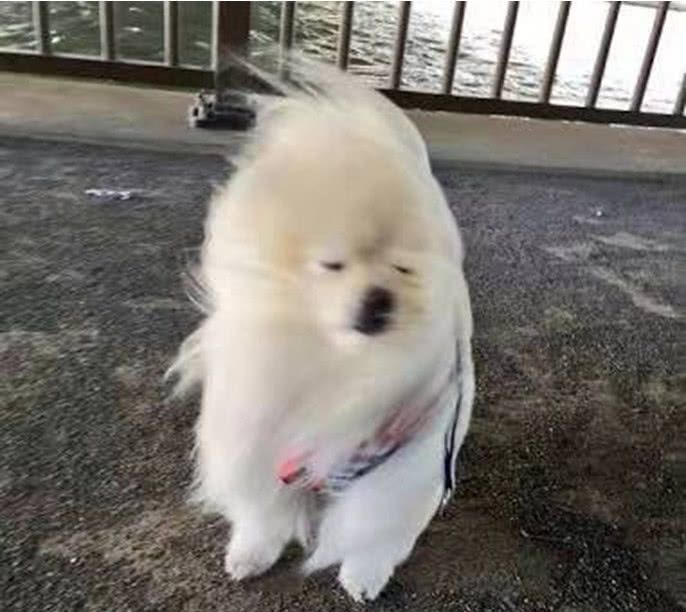 带狗狗出门遛弯 外面风太大狗子在风中凌乱了 没想到越吹越勇