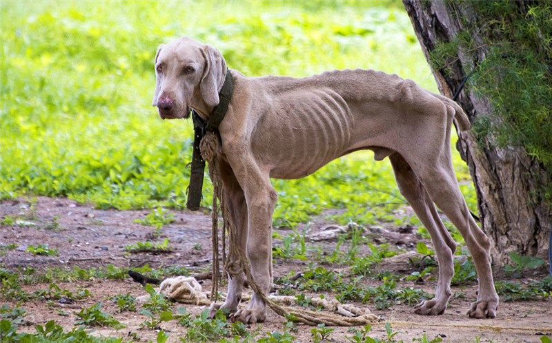 图为委内瑞拉一条街头流浪的狗,瘦骨嶙峋,估计活不了几天就会饿死了.