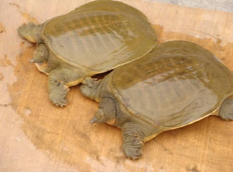 农民称它"泥龟",30年前农田中多见,如今卖到了60多一斤