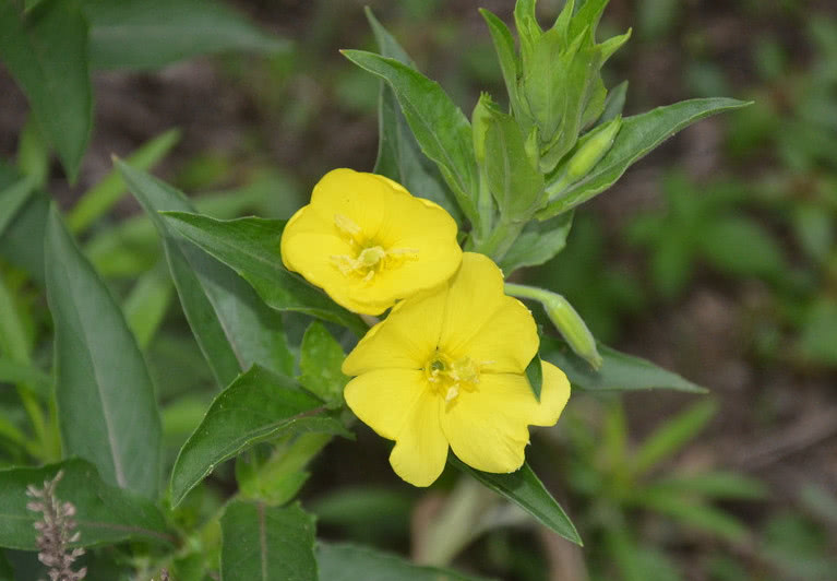 这种植物被人称之为头昏花芳香四溢且价值极其珍贵