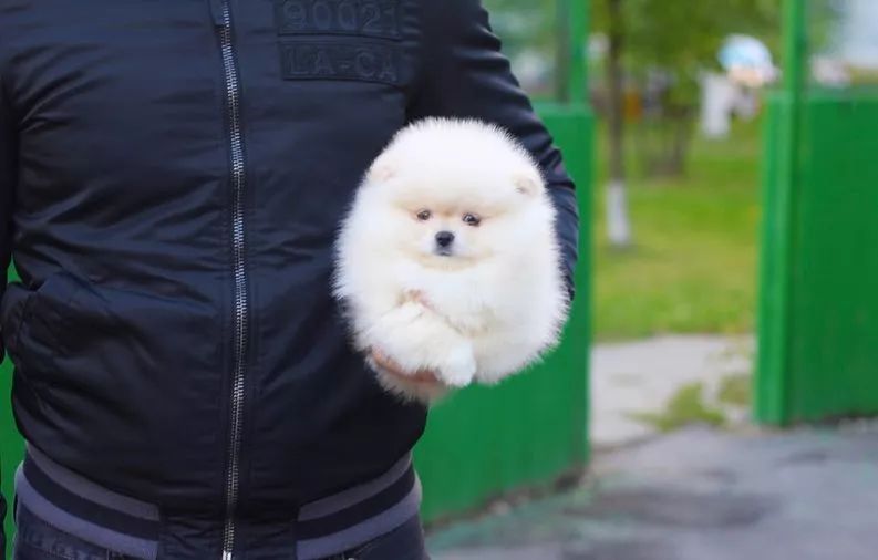 这只捧在手里胖嘟嘟的小毛球居然是狗狗?