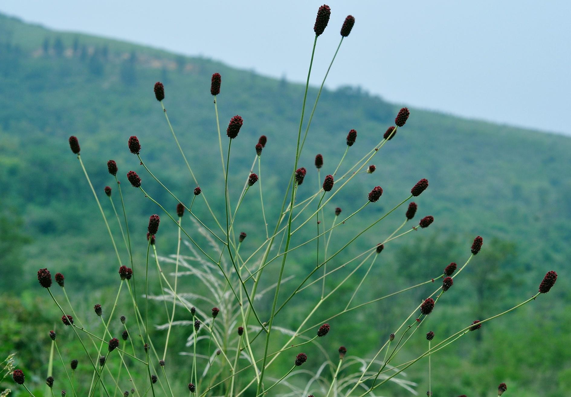 在农村野外的草丛里,其实有一种野草,它的果实特别像腊肠,颜色呈酒