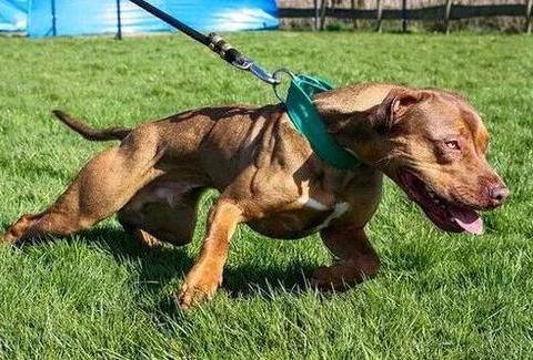 猛犬战斗力排名，世界十大猛犬排行榜|土耳其|猛犬|獒犬_新浪新闻