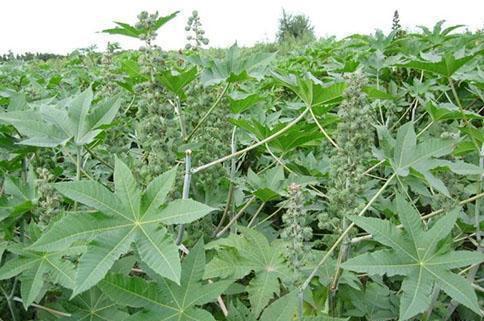 过去农村到处种"蓖麻",一斤好几十块,为何如今不种了?