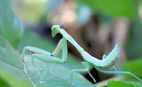 你见过比鸟还大的螳螂吗,这是真实存在的,它就是泰坦螳螂