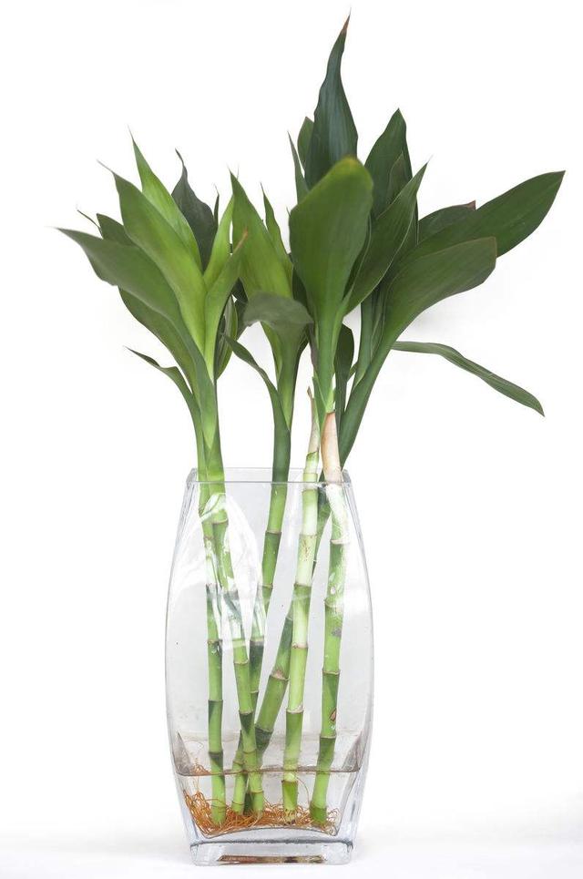 水培富贵竹这么养快速长高叶子翠绿邻居直说好