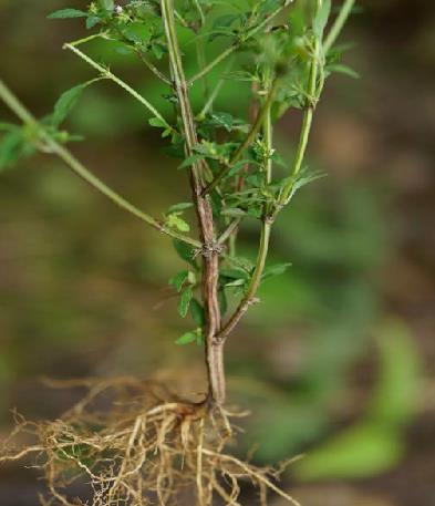 过去遍布全国无人珍惜,人称"萧茅"价值珍贵,如今一斤20元