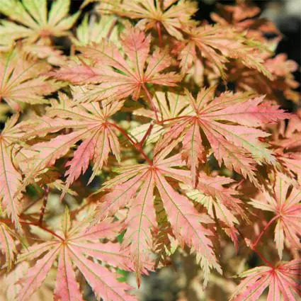 被忽视的幽灵|枫树品种-幽灵系列(ghost series)