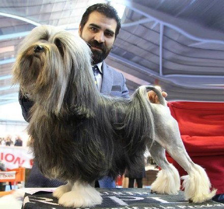 罗秦犬是什么犬呢?为什么会那么少人养?这篇文章带你了解一下