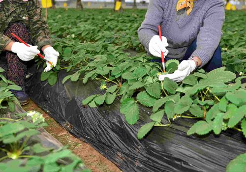 草莓传粉受阻丨授粉熊蜂来帮忙