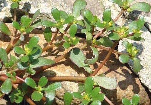 龙骨花|养花|马齿苋_新浪新闻