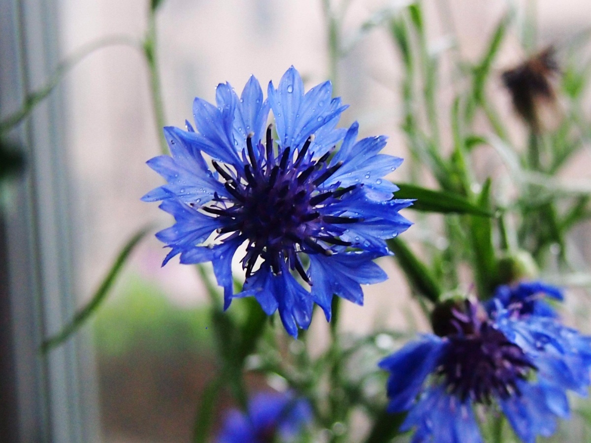 几禾花舍日签丨10月29日 幸福—矢车菊