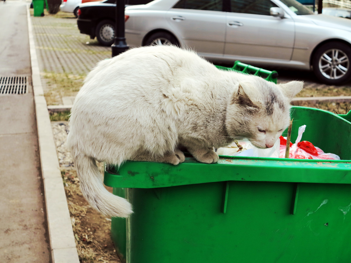 冬天是流浪动物最难熬的日子,他们希望有个遮风挡雨的地方!