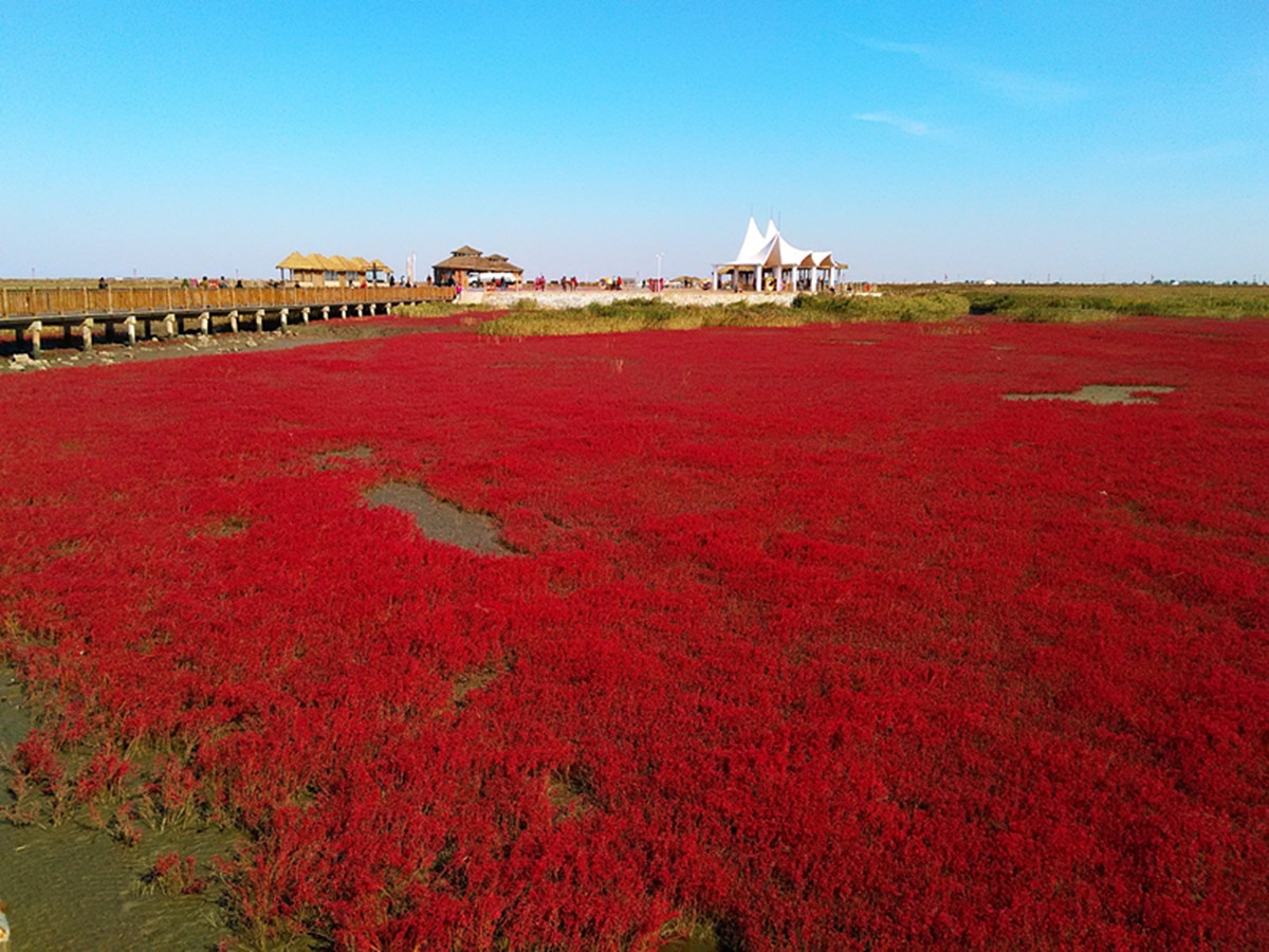 中国最美"红色海洋",却被游客给差评,网友:你没挑对日子