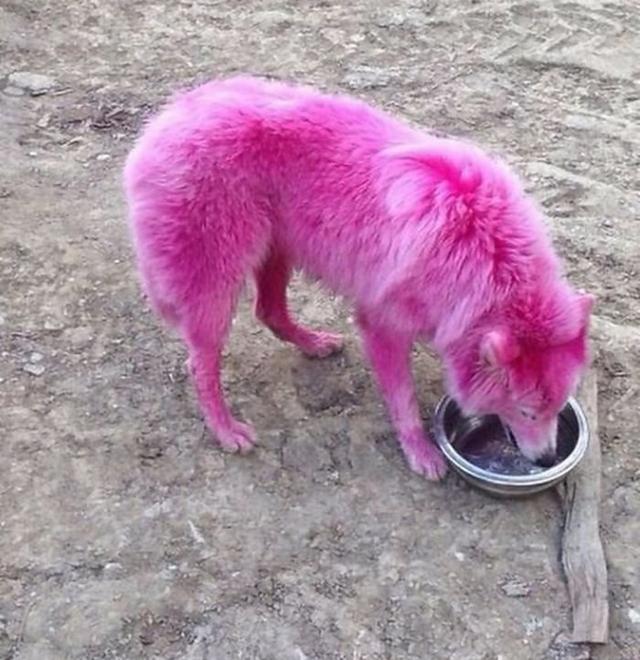 男子把萨摩耶染成红色,割去声线,带去公园供人拍照赚钱|萨摩耶|染色