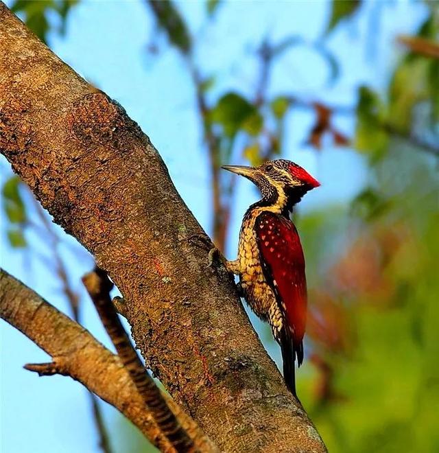 啄木鸟真实面目被揭露森林医生的美名背后原是欺负弱鸟的鸟类