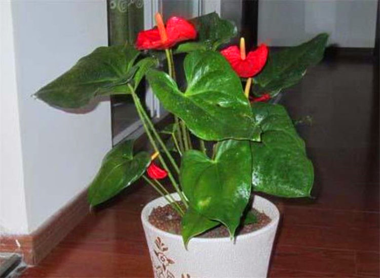 冬天家里暗养3种喜阴花不怕冷不怕暗快点养1盆