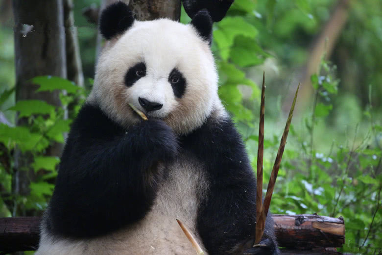粉丝给基地送了几车甘蔗大熊猫开心到飞起熊猫这也太甜了吧